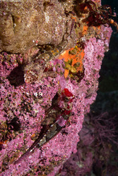 Orthonopias triacis (Snubnose Sculpin)