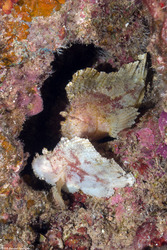 Taenianotus triacanthus (Leaf Scorpionfish)