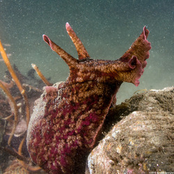 Aplysia californica (Brown Sea Hare)
