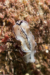 Pseudoceros montereyensis (Monterey Flatworm)