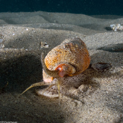 Nassarius fossatus (Giant Western Nassa)