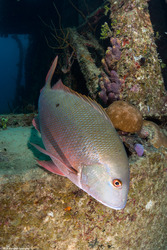 Lutjanus analis (Mutton Snapper)