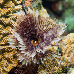 Sabellastarte magnifica (Magnificent Feather Duster)