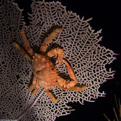 Mithrax hispidus (Coral Clinging Crab)