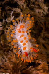 Limacia cockerelli (Cockerell's Dorid)