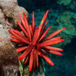Heterocentrotus mamillatus (Red Pencil Urchin)