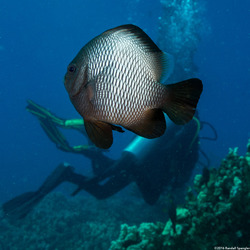 Dascyllus albisella (Hawaiian Dascyllus)