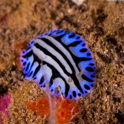 Phyllidiopsis sphingis (Sphinx Phyllidia)
