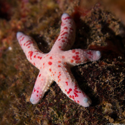 Linckia multifora (Multipore Sea Star)