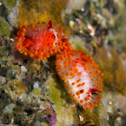 Limacia cockerelli (Cockerell's Dorid)