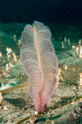 Virgularia sp.4 (Virgularia sp.4)