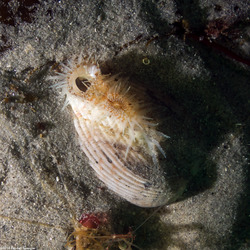 Clinocardium nuttallii (Heart Cockle)