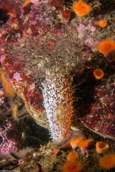 Cucumaria piperata (Peppered Sea Cucumber)