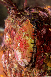 Haliotis walallensis (Flat Abalone)