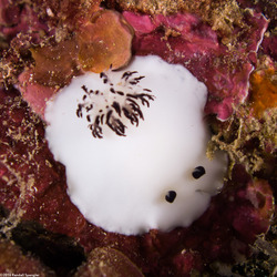 Hiatodoris fellowsi (Fellows' Nudibranch)