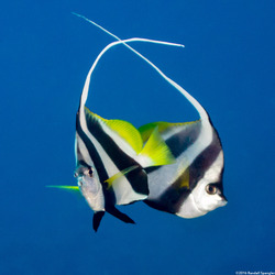 Heniochus diphreutes (Schooling Bannerfish)