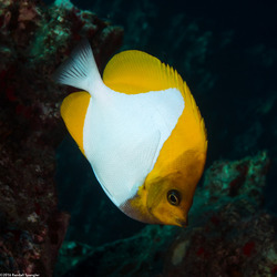 Hemitaurichthys polylepis (Pyramid Butterflyfish)