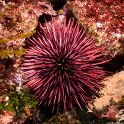 Mesocentrotus franciscanus (Red Sea Urchin)