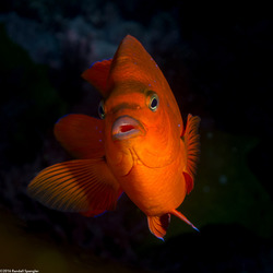 Hypsypops rubicundus (Garibaldi)