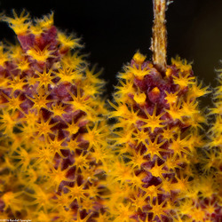 Muricea californica (California Golden Gorgonian)