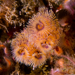 Bispira sp.4 (Bispira sp.4)