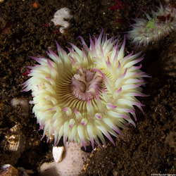 Anthopleura sola (Sunburst Anemone)