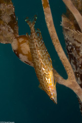 Heterostichus rostratus (Giant Kelpfish)