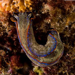 Navanax inermis (Navanax)