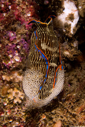 Navanax inermis (Navanax); Laying eggs