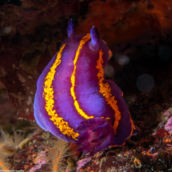 Felimida macfarlandi (MacFarland's Chromodorid)