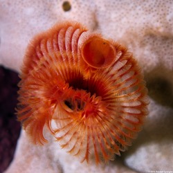 Serpula columbiana (Serpulid Worm)