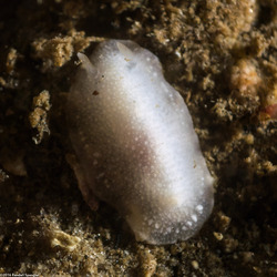 Conualevia alba (White Smooth-Horn Dorid)