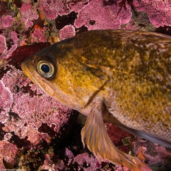Sebastes atrovirens (Kelp Rockfish)