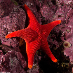 Mediaster aequalis (Red Sea Star)