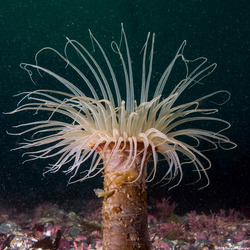 Pachycerianthus fimbriatus (Tube-Dwelling Anemone)