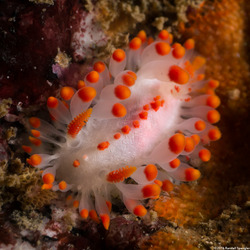 Limacia mcdonaldi (McDonald's Dorid)
