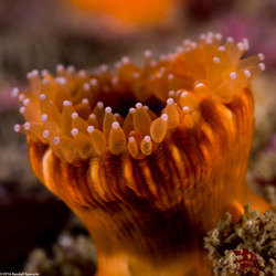 Paracyathus stearnsii (Brown Cup Coral)