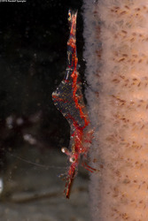 Heptacarpus tenuissimus (Slender Shrimp)