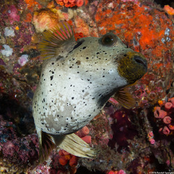 Arothron nigropunctatus (Blackspotted Puffer)
