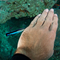 Labroides dimidiatus (Bluestreak Cleaner Wrasse)