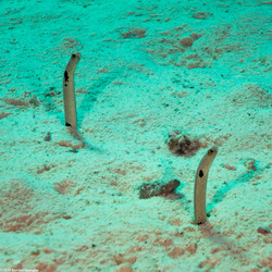 Heteroconger hassi (Spotted Garden Eel)