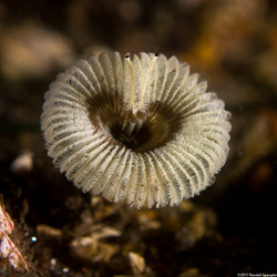 Acromegalomma sp.1 (Sabellid Worm)