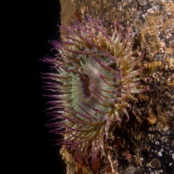 Anthopleura sola (Sunburst Anemone)