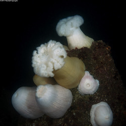 Metridium farcimen (White-Plumed Anemone)
