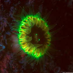 Paracyathus stearnsii (Brown Cup Coral)