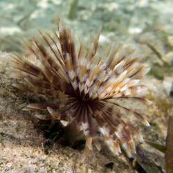 Sabellastarte magnifica (Magnificent Feather Duster)