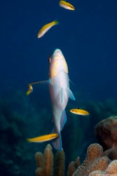 Thalassoma bifasciatum (Bluehead)