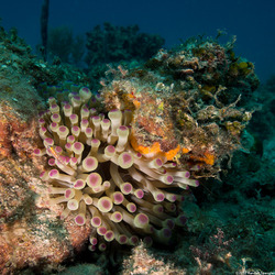 Condylactis gigantea (Giant Anemone)