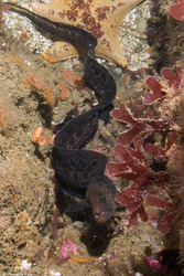 Anarrhichthys ocellatus (Wolf-Eel)