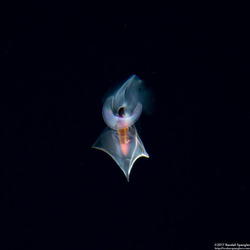 Clio pyramidata (Clio pyramidata)